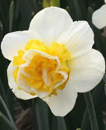 Нарцис (Narcissus) Wave
